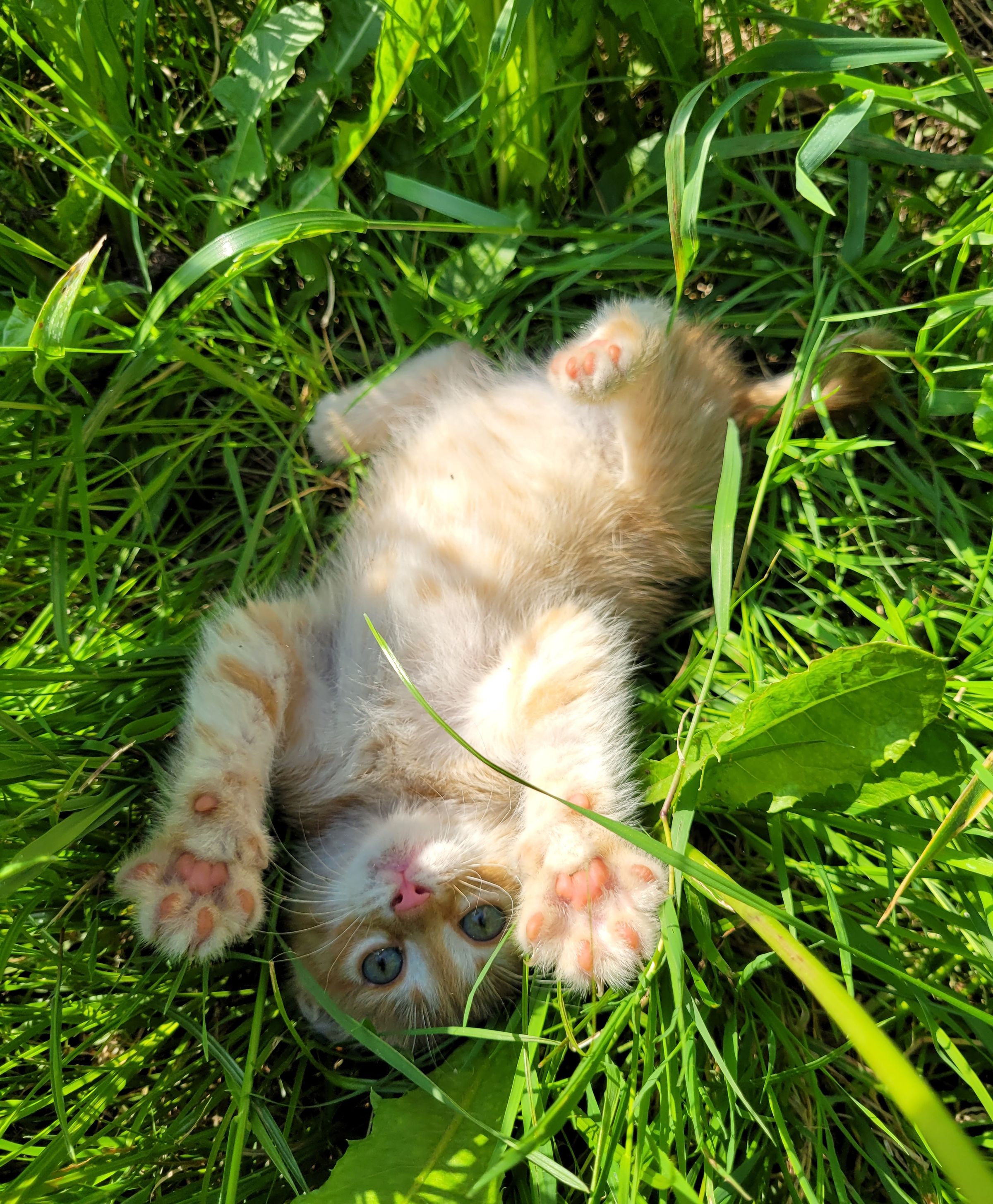A playful kitten lying in green grass with its paws raised
